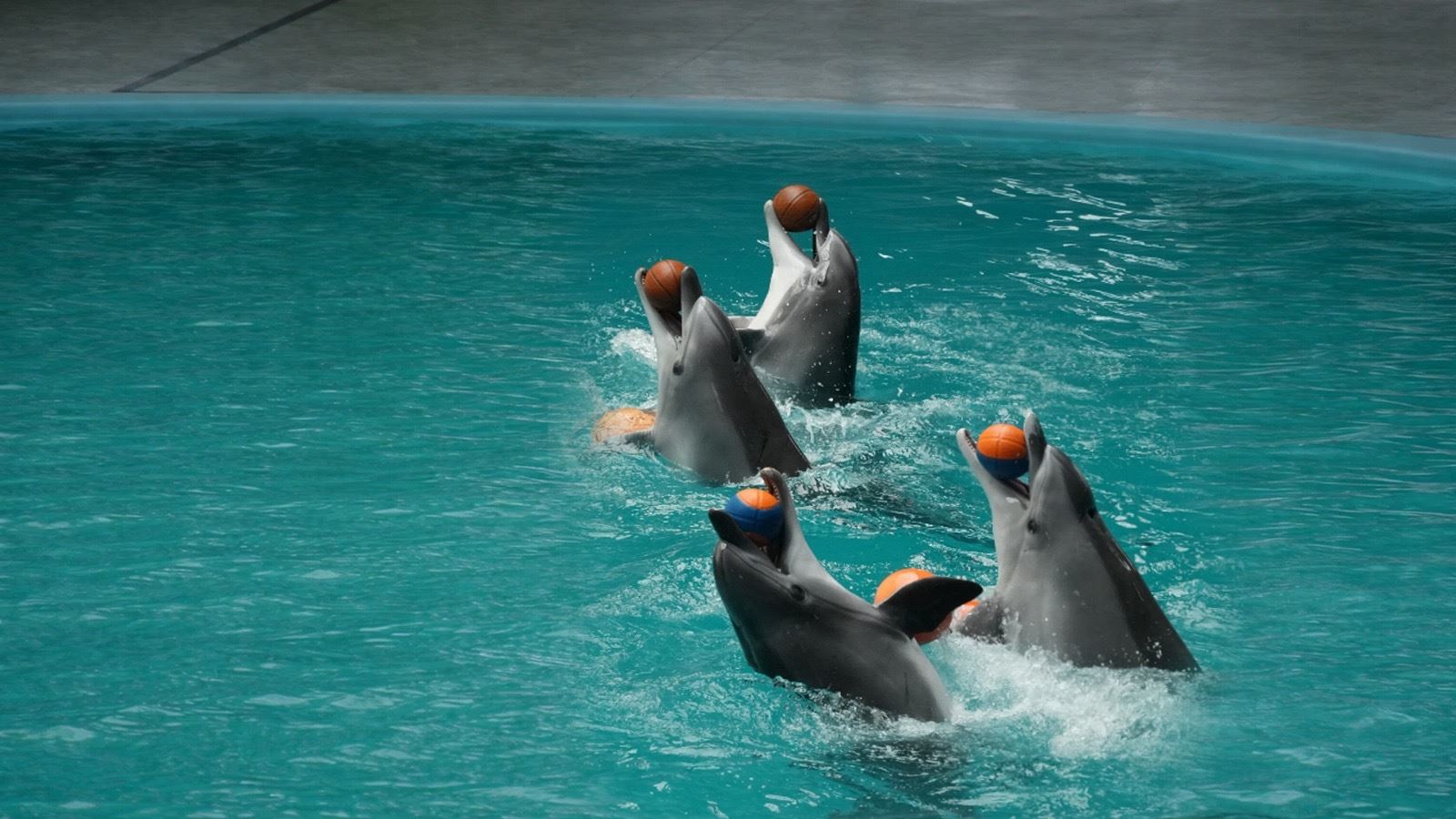İstanbul Dolphinarium | Yunus Gösterisi