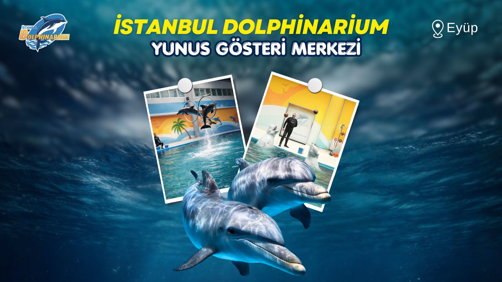İstanbul Dolphinarium | Yunus Gösterisi