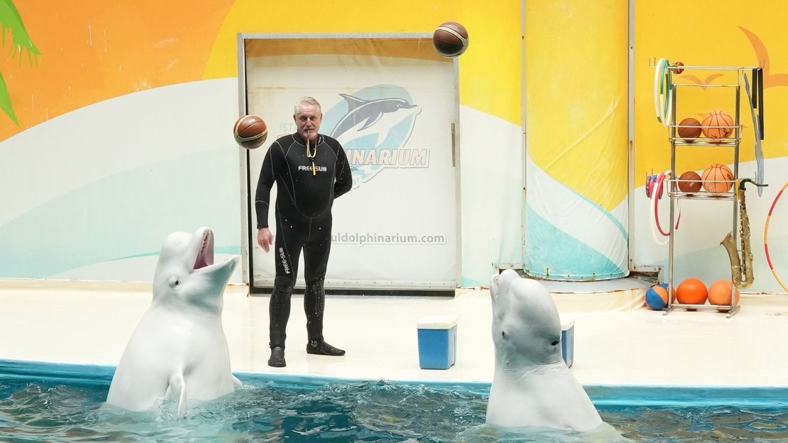 İstanbul Dolphinarium