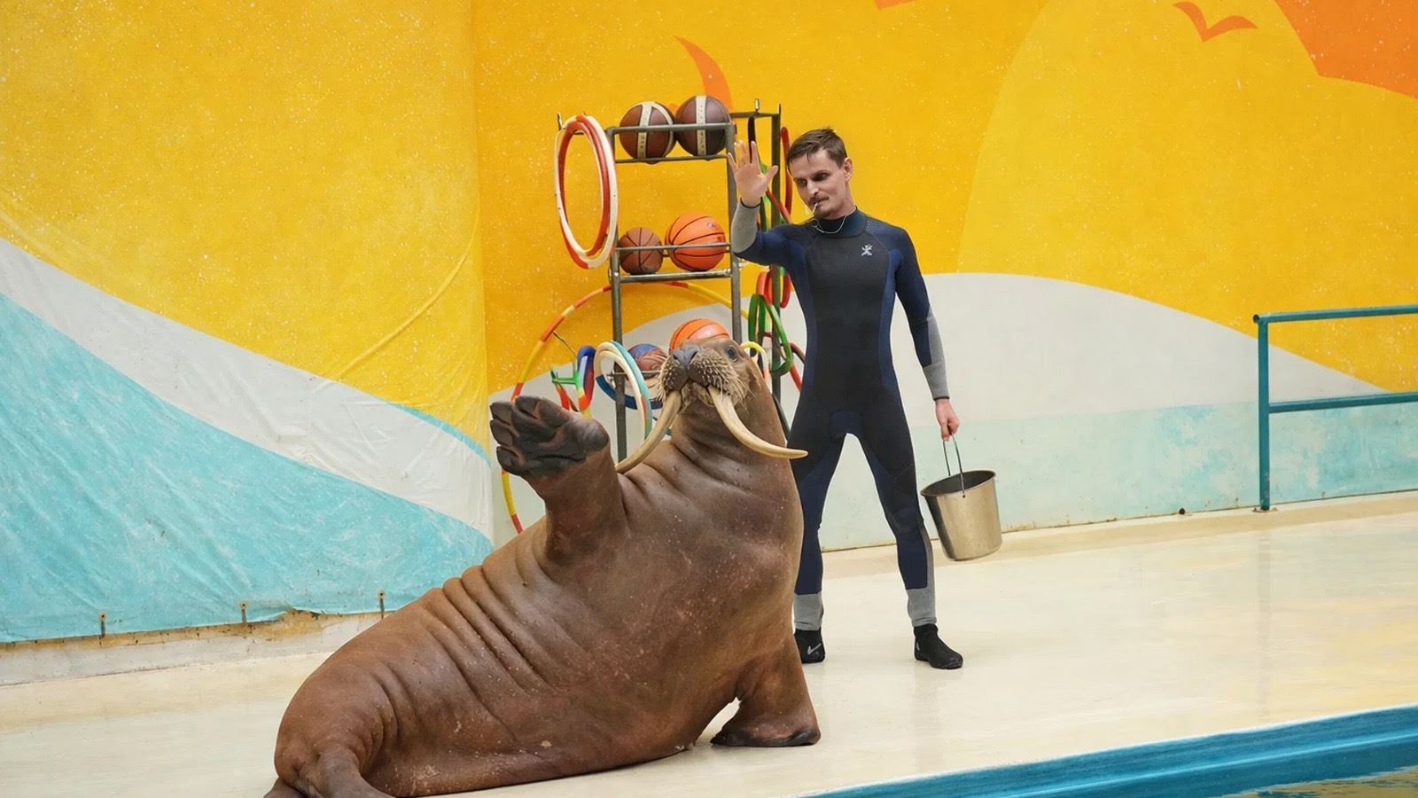 İstanbul Dolphinarium