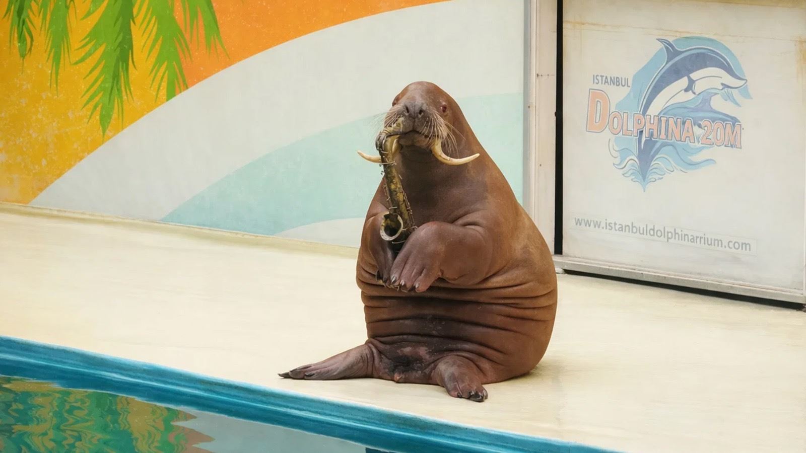 İstanbul Dolphinarium